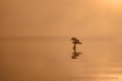 Solitary Cypress
